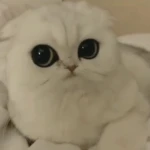BunnyHopStudios Group Thumbnail
