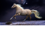 Blue Waves Horse Academy