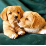 Puppy’s cute