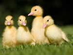 DuCKKkKKKKk!!!!