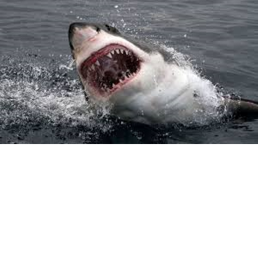 The Diving adventure: SHARK ATTACK!