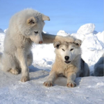 The wolf pack of epic wolves