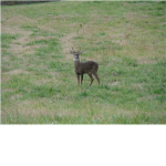 deer fan club group