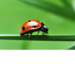 bugs fan group