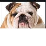 #TeamBulldog