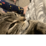 The cat ###### !!!!