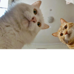 Пиздец мы кр0савы:3