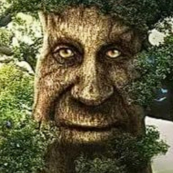An Old Wise Tree's Advice