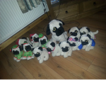 Puggy Studios