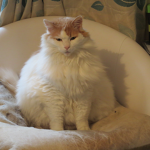 Suki's Hangout