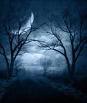 Moooon Night