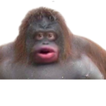Monke imperial