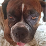 Boxer Dog Club!!!!!!!!!!!!!!!!!!!!!!!!!