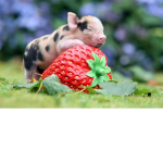 Pig gang xo