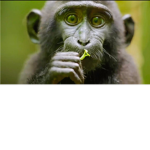 house funny monkey