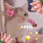 ROBLOX_ANG3LYT