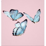 Colorful Butterfliesss