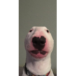 Walter nugget