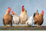 Join if you like chickens