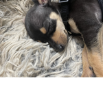 Pup dog doggie and love bugs