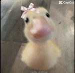 Sharkie_Camila