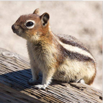 The Squirrel Masters