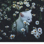 ~+*Blooming..Fleurs*+~