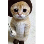 Cats of the world lol
