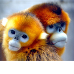 CheekyLikeMonkeys