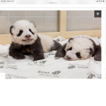 Terminated pandas