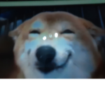 Doge DOGS club group