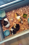 Guinea pigs are awsome