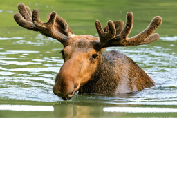 Moose hangout! :D