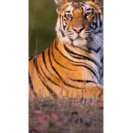 tiger family only for tiger real