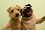 Selfie Dog’s