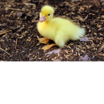 Official Duck Fanclub