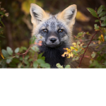The Fox Rebellion