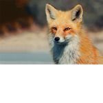 the foxxes