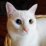 CatsShuff Fan Group