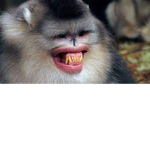 Monke military (wild west)
