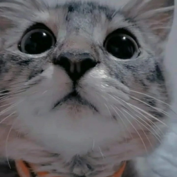 Miau miau