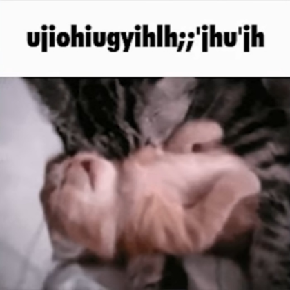cat meme Roblox decal