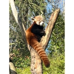THE RED PANDA ARMY GROUP