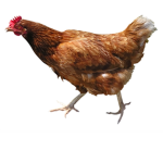 The Chicken Fan Club