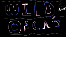 Wild Orcas Underwater Viewing
