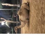 هاي #