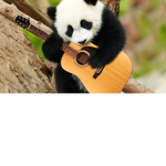 save the pandas love them