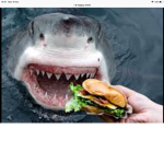 #shark are the best