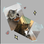 The adventures of Kiko and Pebbles!