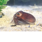 The Squid Union